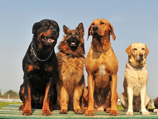 Крупные породы собак в Александровске | ЗооТом портал о животных